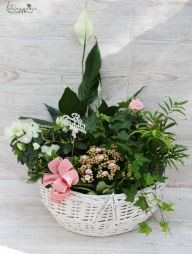 flower delivery Budapest - white-pink plant basket
