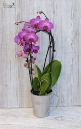 flower delivery Budapest - Cascade Phalaenopsis 
