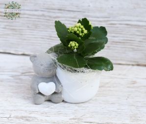 flower delivery Budapest - Teddy pot with mini kalanchoe (14cm)