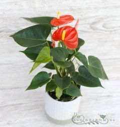 flower delivery Budapest - a small Anthurium in pot pink