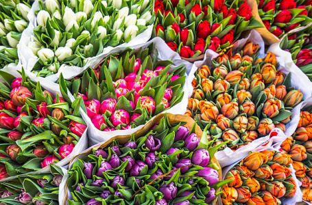 tulipánok a virágboltban
