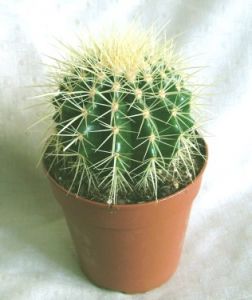Echinocactus grusonii (Mother-in-Law's Cushion)<br>(15cm) - indoor plant in pot