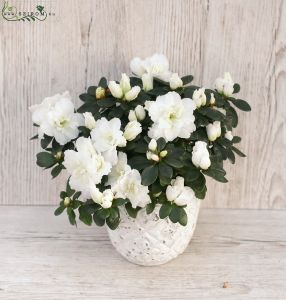 White azalea in pot