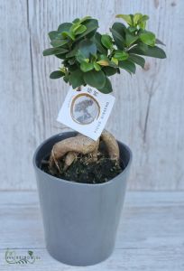 Ficus ginseng bonsai in a pot - indoor plant