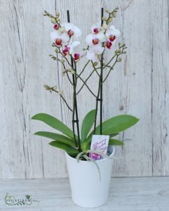 Phalaenopsis multiflora Orchidee mit Blumentopf - Zimmerpflanze