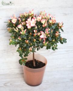 azalea tree in pot 