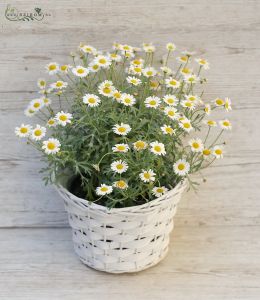 Margaret daisy (outdoor plant)