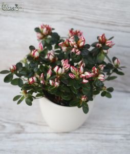small azalea in pot - indoors or outdoors