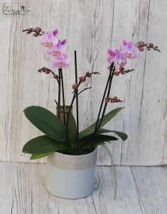 pinke Phalaenopsis Multiflora im Topf