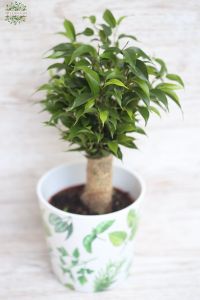 Ficus Benji in pot