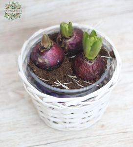 colorful hyacinths in basket