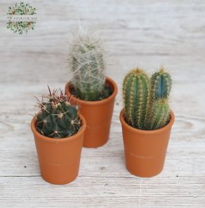 Cactus 3 pieces