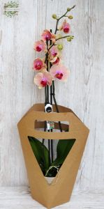 Phalaenopsis plant with paper bag and pot