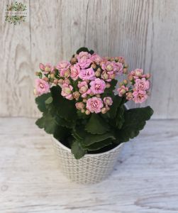 Kalanchoe in different colors in a pot