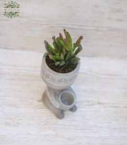 succulent plant in a cute pot