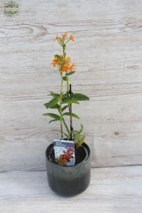 Epidendrum orchid in pot