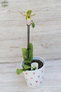 Papucs orchidea kaspóval