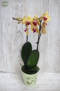 Sárga-ciklámen Phalaenopsis orchidea kaspóval
