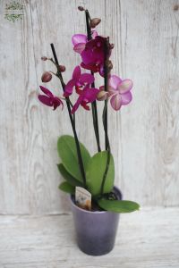 Sötétrózsaszín Phalaenopsis orchidea kaspóval