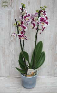 fehér-lila pöttyös Phalaenopsis orchidea kaspóval