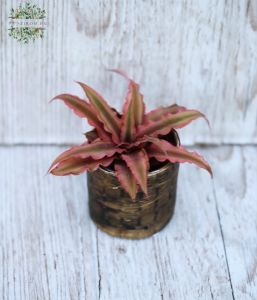 Cryptanthus bivittatus Pink Starlight - mini in pot