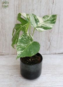 Monstera variegata in pot, 40cm