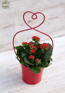 Kalanchoe in heart pot 32cm tall, white or red