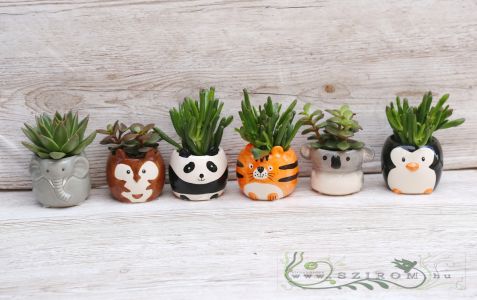 small succulent plant in a animal-shaped pot (1pc)
