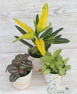 various small plants in pots (3pc)