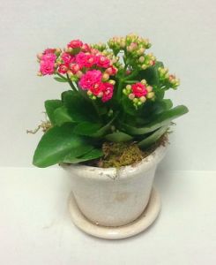 mini calanchoe in different colors with ceramic pot - indoor plant