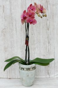 Blühende Phalaenopsis Orchidee in einem schöhnen Topf, gemischte Farben - Zimmerpflanze