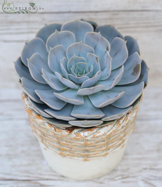 giant Echeveria in different colors