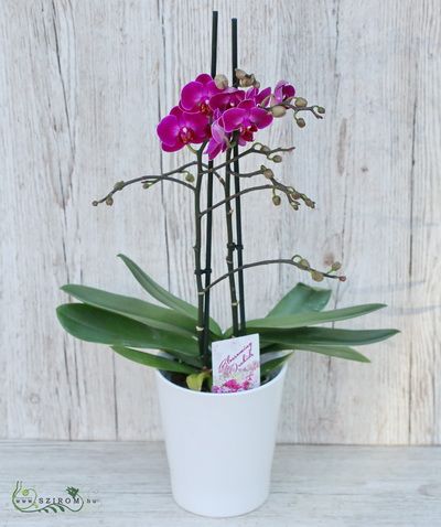 Phalaenopsis multiflora orchid with plant pot 26cm- indoor plant