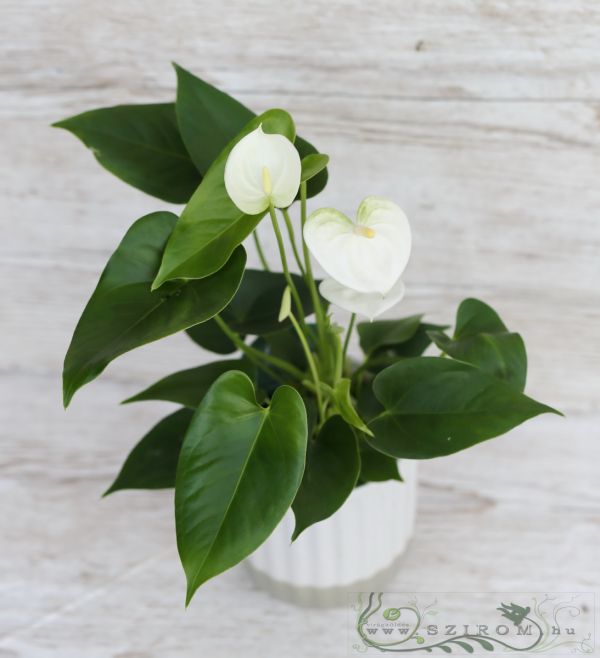 a small Anthurium in pot white