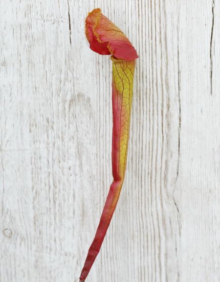Mű kürtvirág/sarracenia (47cm)