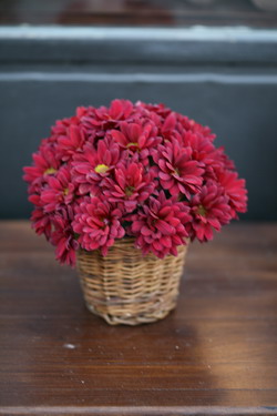 flower delivery Budapest - small basketful of chrysanthemums (30 cm)