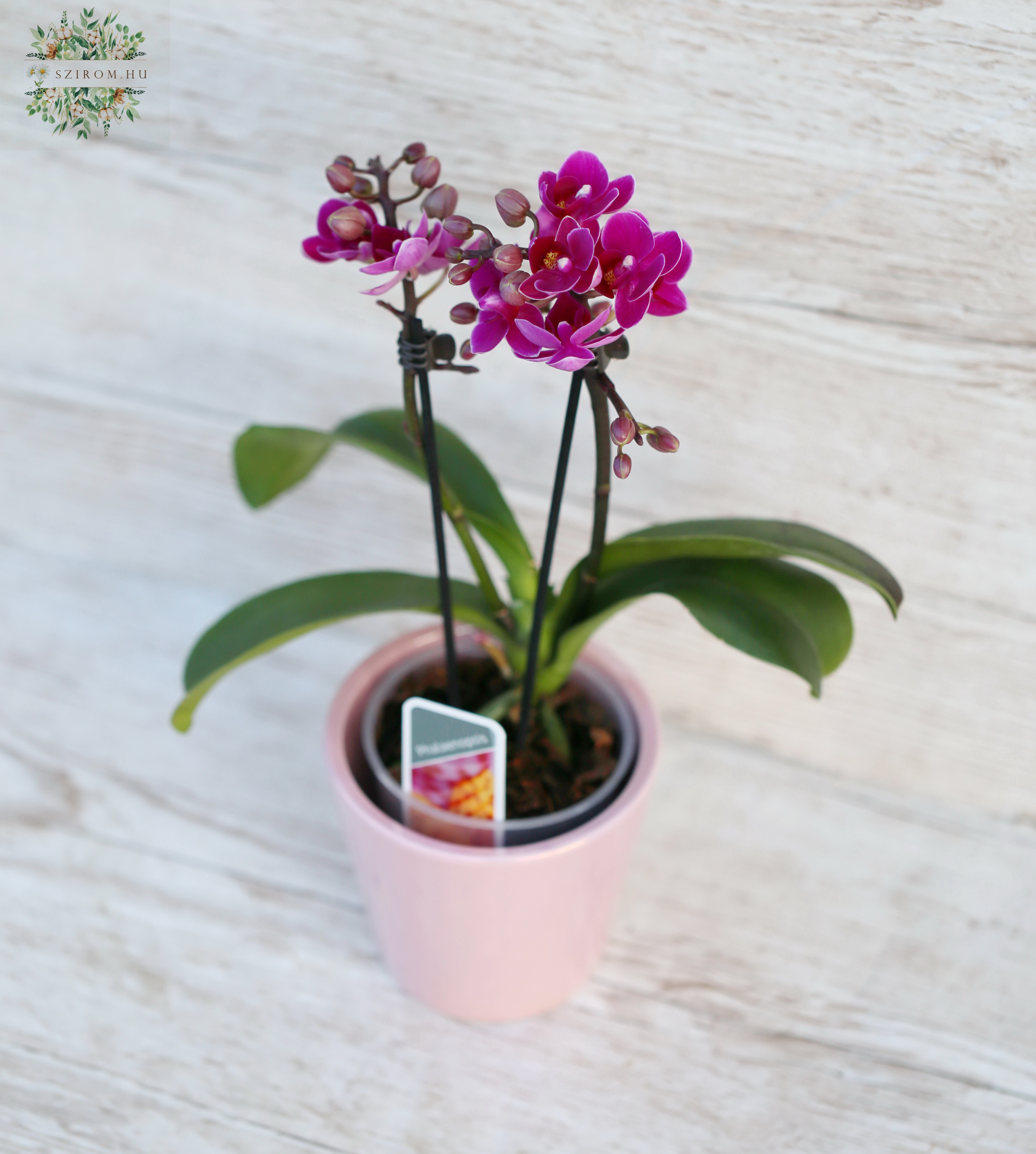 flower delivery Budapest - Phalaenopsis multiflora orchid with plant pot 26cm- indoor plant