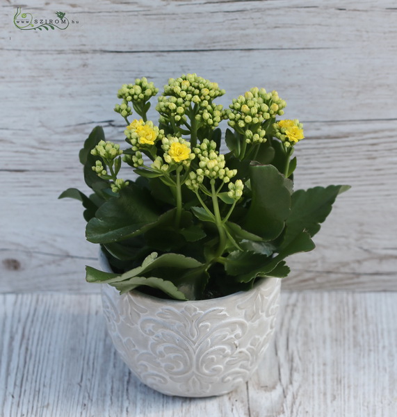 flower delivery Budapest - bog kalanchoe plant in pot in different colors 20 cm