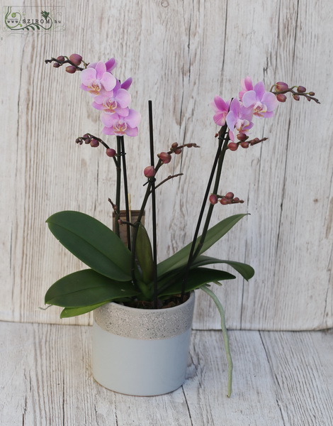 flower delivery Budapest - pink Phalaenopsis Multiflora in Pot