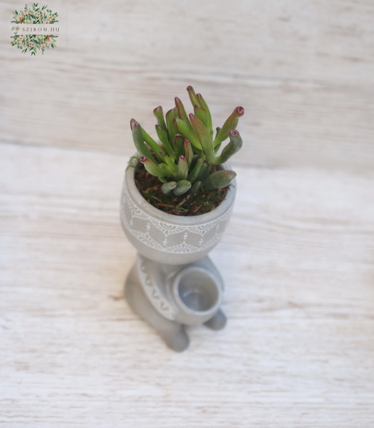 flower delivery Budapest - succulent plant in a cute pot