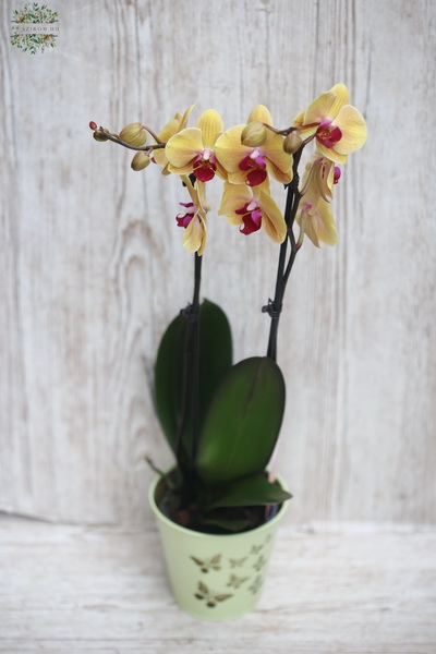 Virágküldés Budapest - Sárga-ciklámen Phalaenopsis orchidea kaspóval