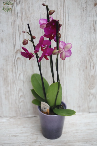 flower delivery Budapest - dark pink Phalaenosis orchide in pot