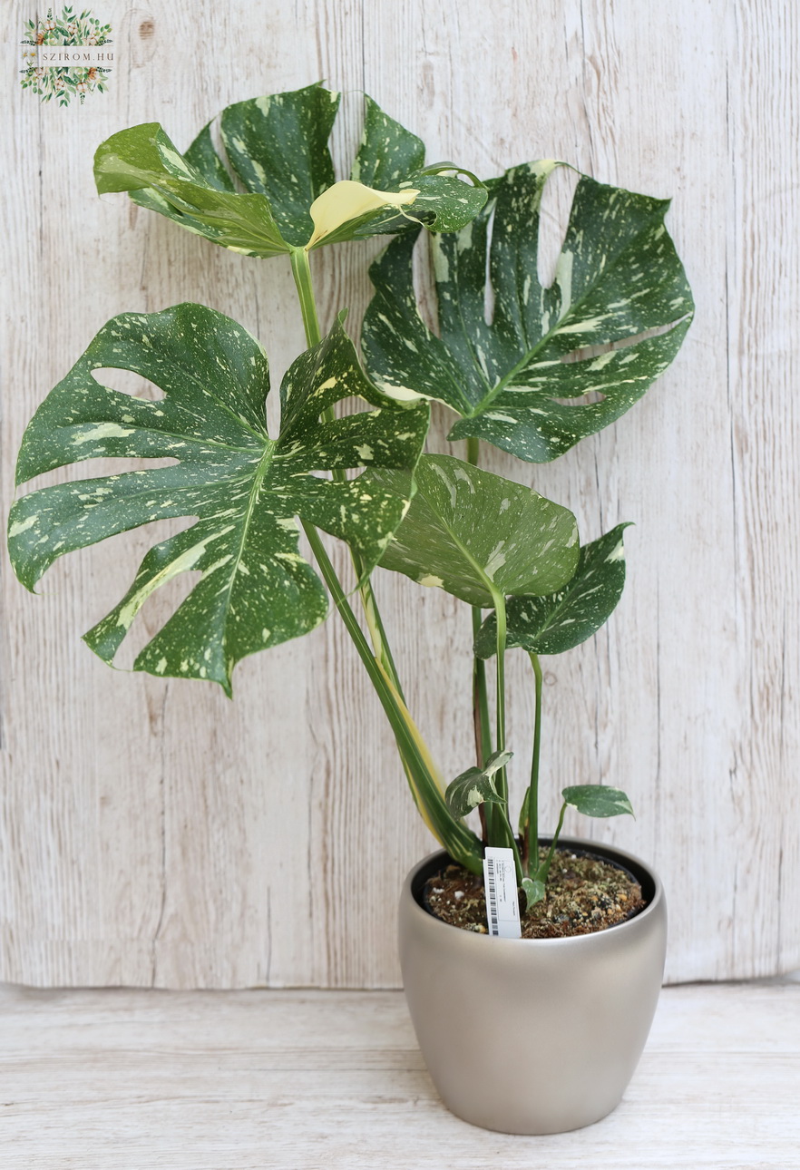 flower delivery Budapest - Monstera deliciosa 'Thai Constelation' in pot, 70cm