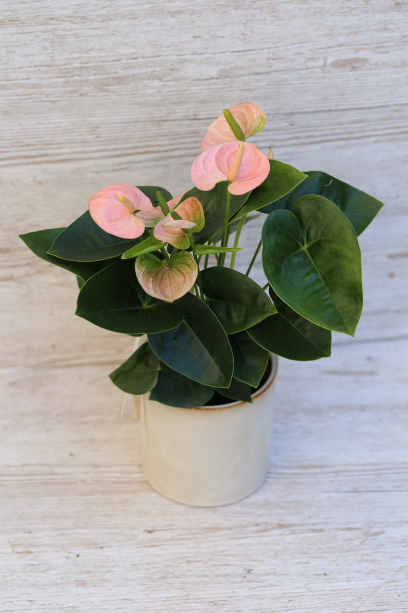 flower delivery Budapest - Anthurium with pot