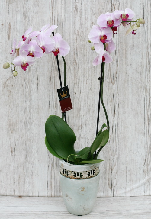 Blumenlieferung nach Budapest - pinke Phalaenopsis Orchidee in einem schöhnen Topf - Zimmerpflanze