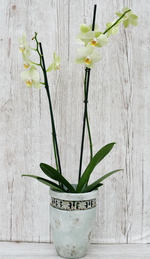 flower delivery Budapest - green/yellowish Phalaenopsis orchid in pot - indoor plant