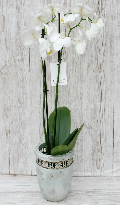 Virágküldés Budapest - fehér Phalaenopsis orchidea kaspóval - beltéri növény