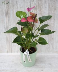 flower delivery Budapest - anthurium with pot