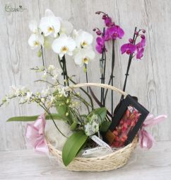 Virágküldés Budapest - orchideakosár ChocoMe táblás csokival