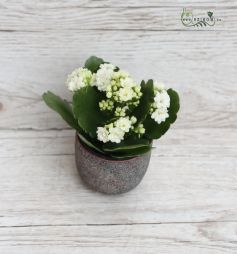 flower delivery Budapest - mini kalanchoe in pot